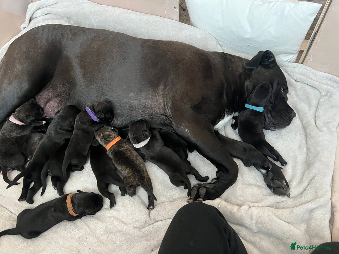 Cane Corso dogs for sale: Yuki X Aries Russian Champ Bloodline Puppies - Image 3