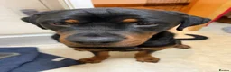 Rottweiler dogs for adoption: Kakarot - Advert 6