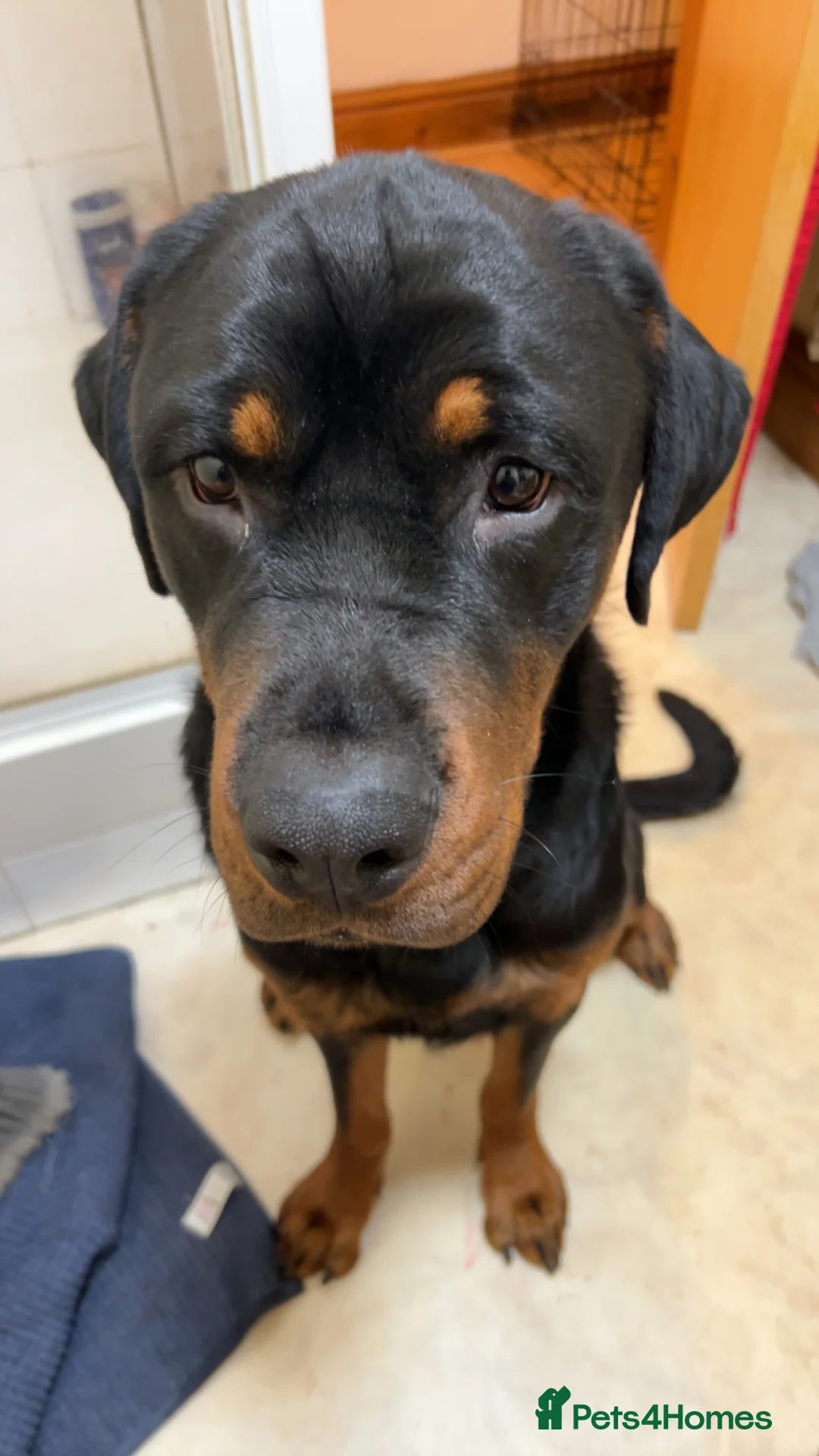 Rottweiler dogs for adoption: Kakarot - Advert 6
