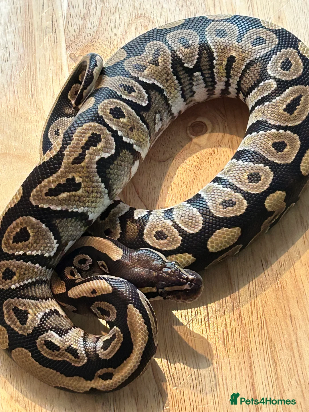 Python Snake reptiles for sale: Royal Pythons  - Advert 3