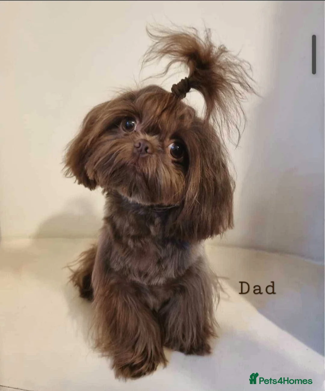 Shih Tzu dogs for sale: Beautiful Imperial Shih Tzus  - Advert 19