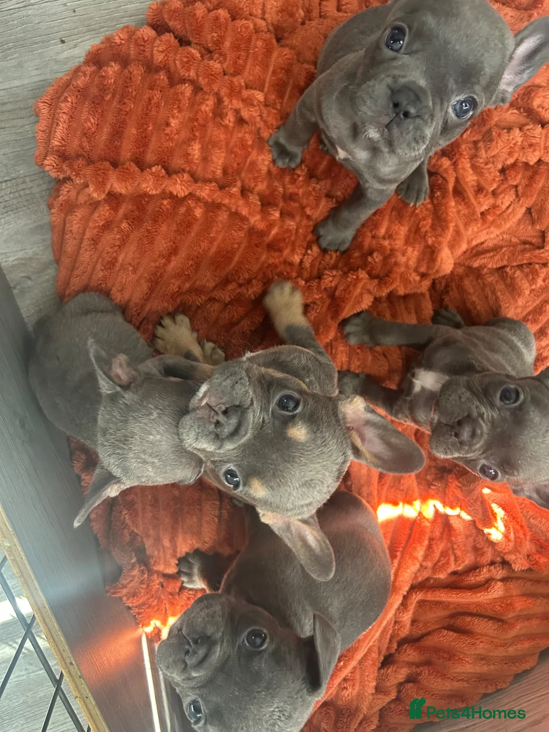 French Bulldog dogs for sale: KC REGISTERED French Bulldog Puppies! - Advert 3