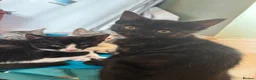 Domestic Shorthair cats for sale: READY TO GO‼️ 5 kittens! - Advert 19