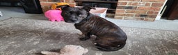 Staffordshire Bull Terrier dogs for sale: Mature Female Staffy - Advert 1