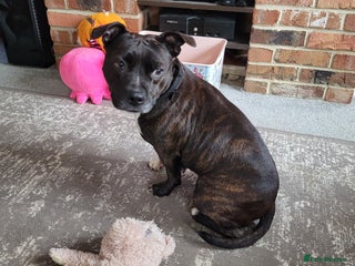 Staffordshire Bull Terrier dogs Mature Female Staffy - Advert 2