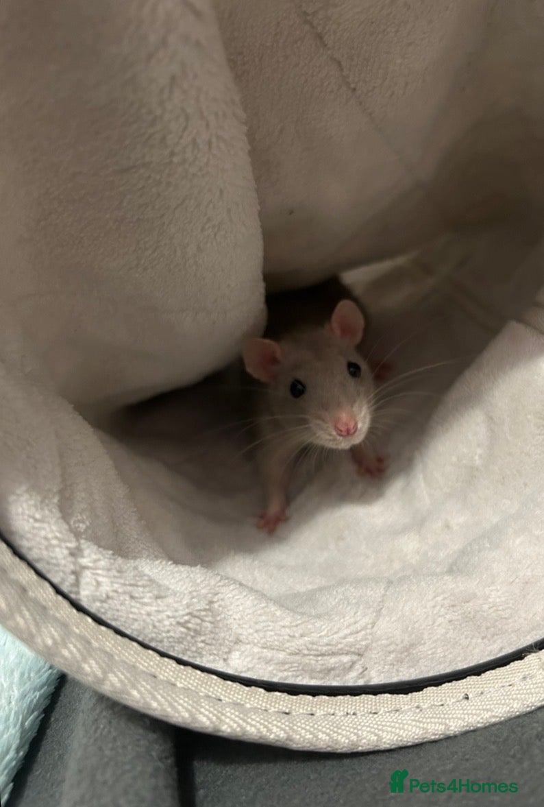 Rat rodents 2Bonded Female Rats with everything  - Advert 1