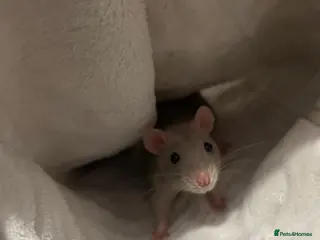 Rat rodents 2Bonded Female Rats with everything - Advert 1