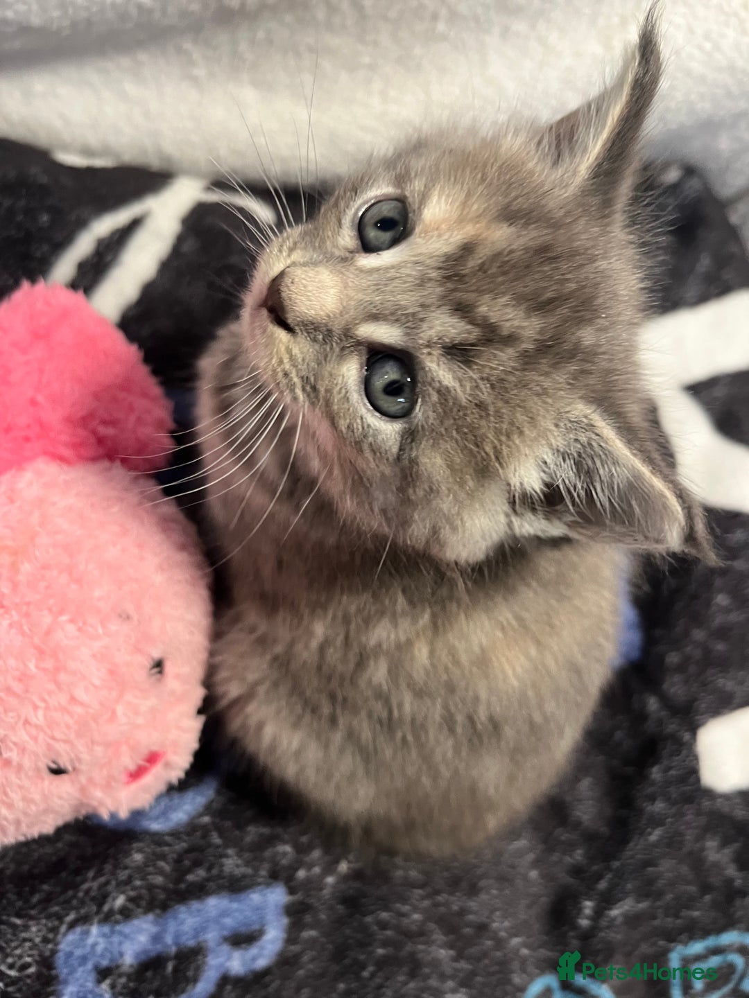 Maine Coon cats for sale: Stunning Half Maine coon kittens  - Image 12