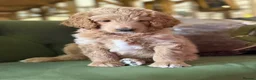 Bernedoodle dogs for sale: F1b Apricot Medium Bernedoodle  - Advert 28