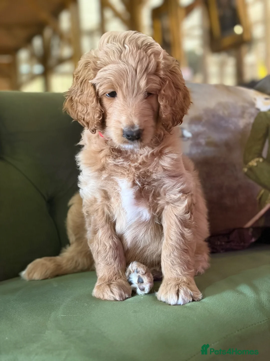 Bernedoodle dogs for sale: F1b Apricot Medium Bernedoodle  - Advert 28