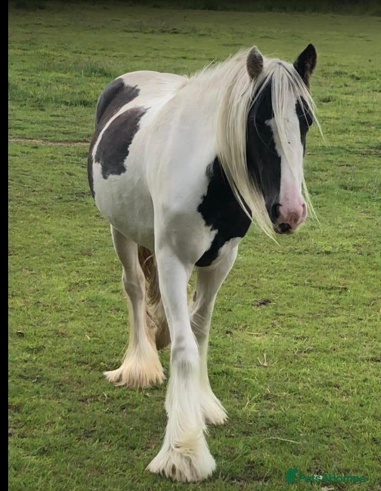 Other Breed horses Bella 13.3hh piebald filly 3 years old - Advert 1