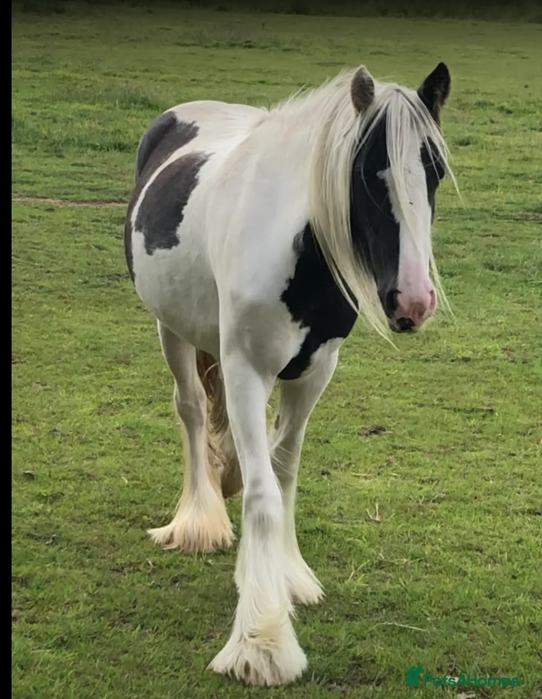 Other Breed horses for sale: Bella 13.3hh piebald filly 3 years old in Lincoln - Advert 1