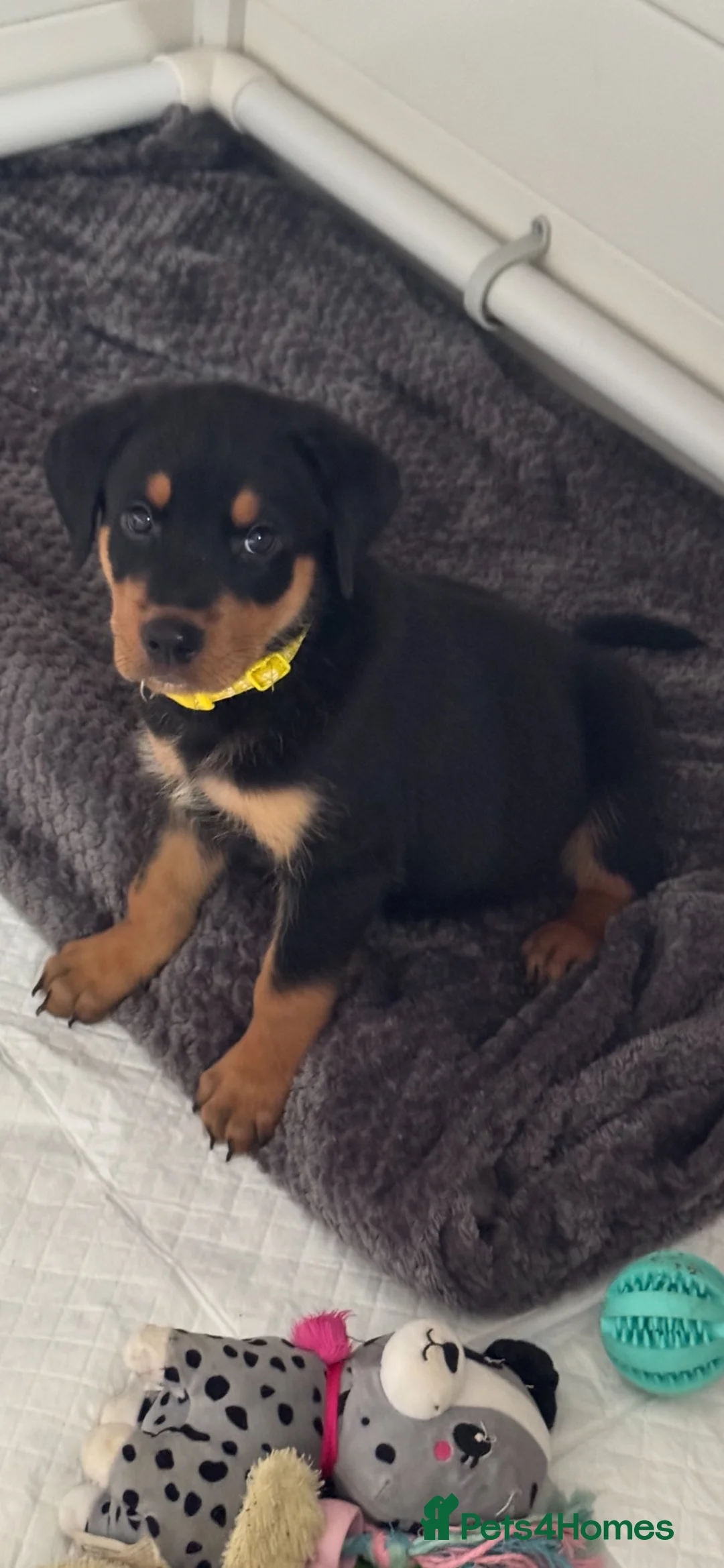 Rottweiler dogs for sale: Puppy Rottweiler male in Derby - Advert 2