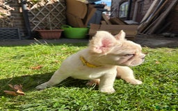 French Bulldog dogs for sale: 3 left- Fluffy French bulldogs pink & testable  - Advert 12