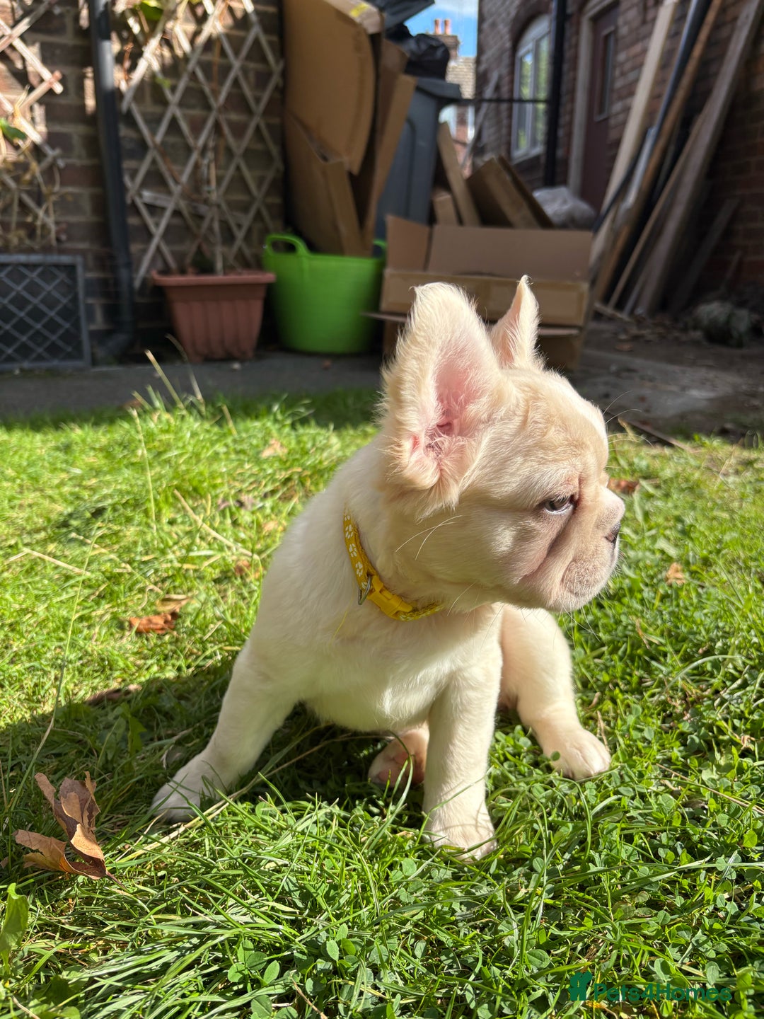 French Bulldog dogs for sale: 3 left- Fluffy French bulldogs pink & testable  - Advert 12