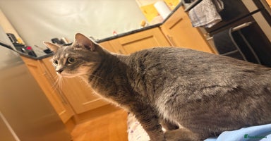 Mixed Breed cats - Advert 8