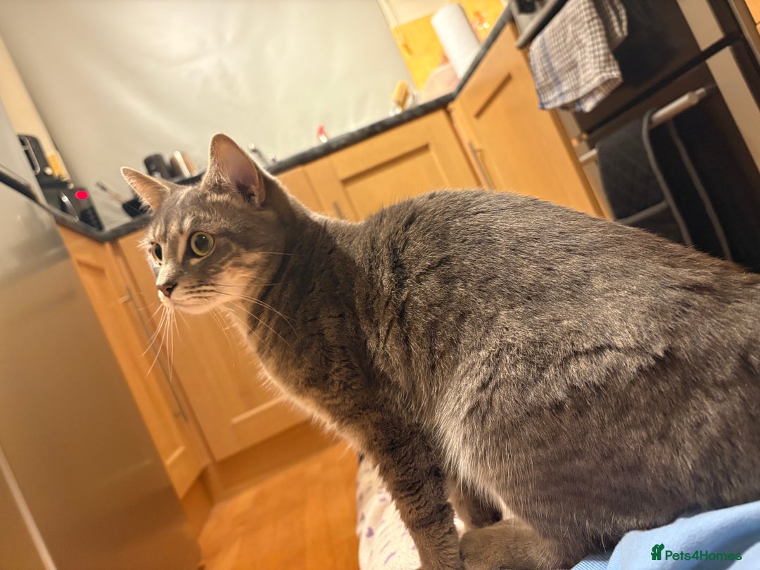 Mixed Breed cats for sale: Half Bengal Half Tabby Sivler Grey 2 yr Female  - Image 3