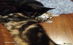 Mixed Breed cats for sale: 4 stunning kittens looking for their forever home. - Image 11
