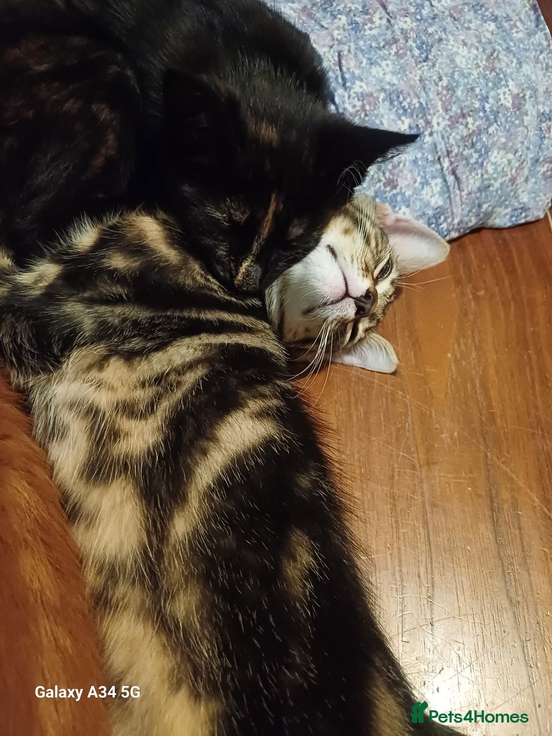 Mixed Breed cats for sale: 4 stunning kittens looking for their forever home. - Image 11