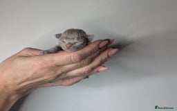 Devon Rex cats for sale: Blue & Lilac Devon Rex Kittens Taking Reservations - Image 9