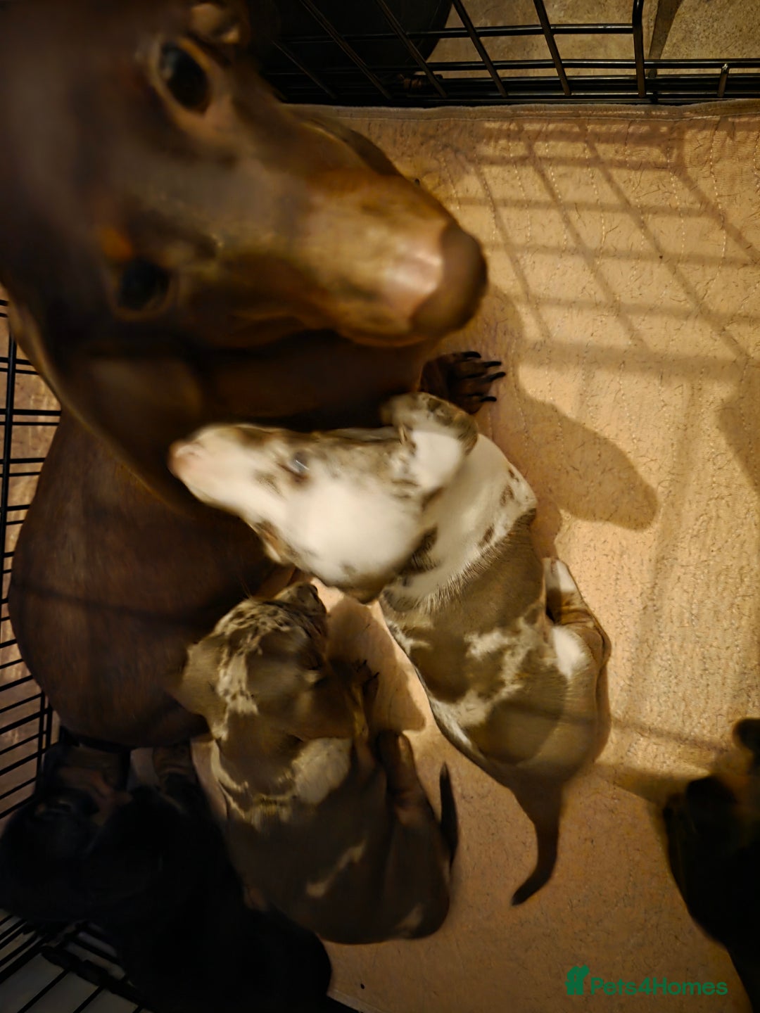 Dachshund dogs for sale: Standard Dachshund Puppies - Advert 2