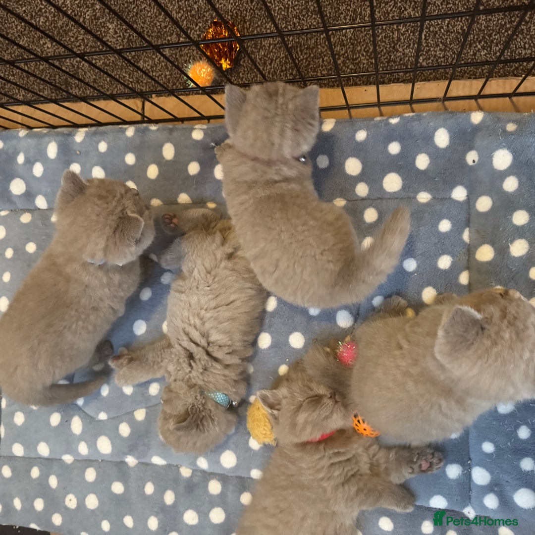 British Shorthair cats for sale: British Shothair Lilac - Image 6
