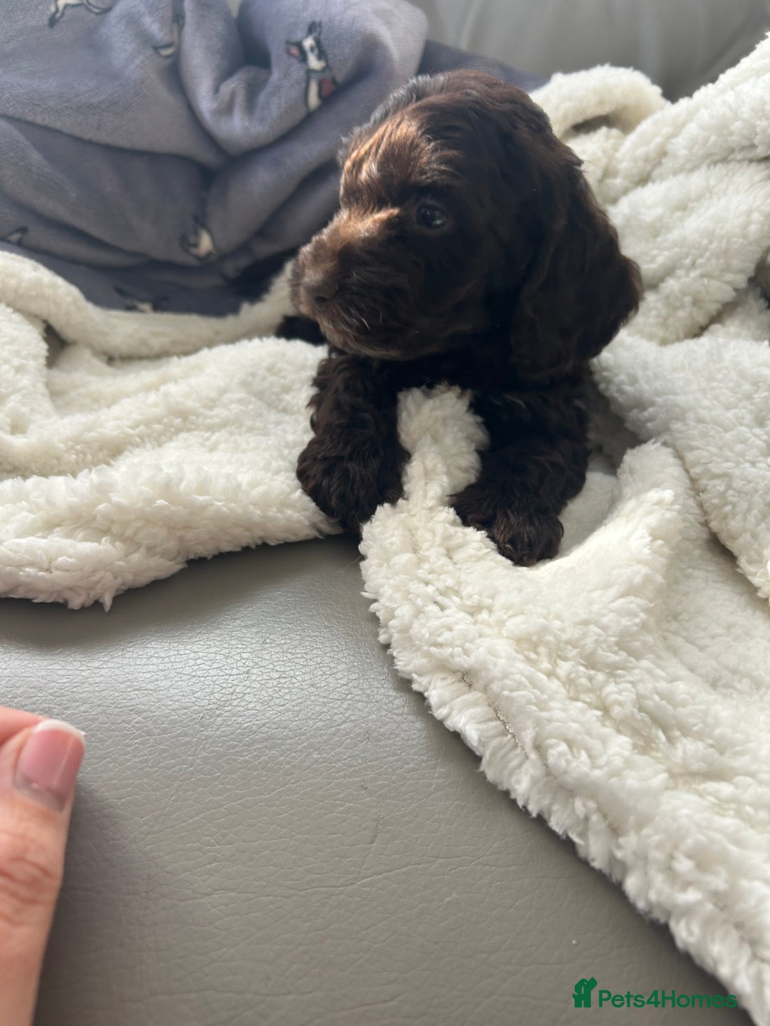 Cockapoo dogs for sale: Stunning coloured cockapoo pups - Image 5