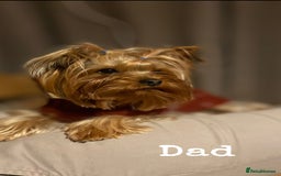 Yorkshire Terrier dogs for sale: Yorkshire Terrier Puppy 5 - 6 beautiful Yorkshire terriers  - Image 26