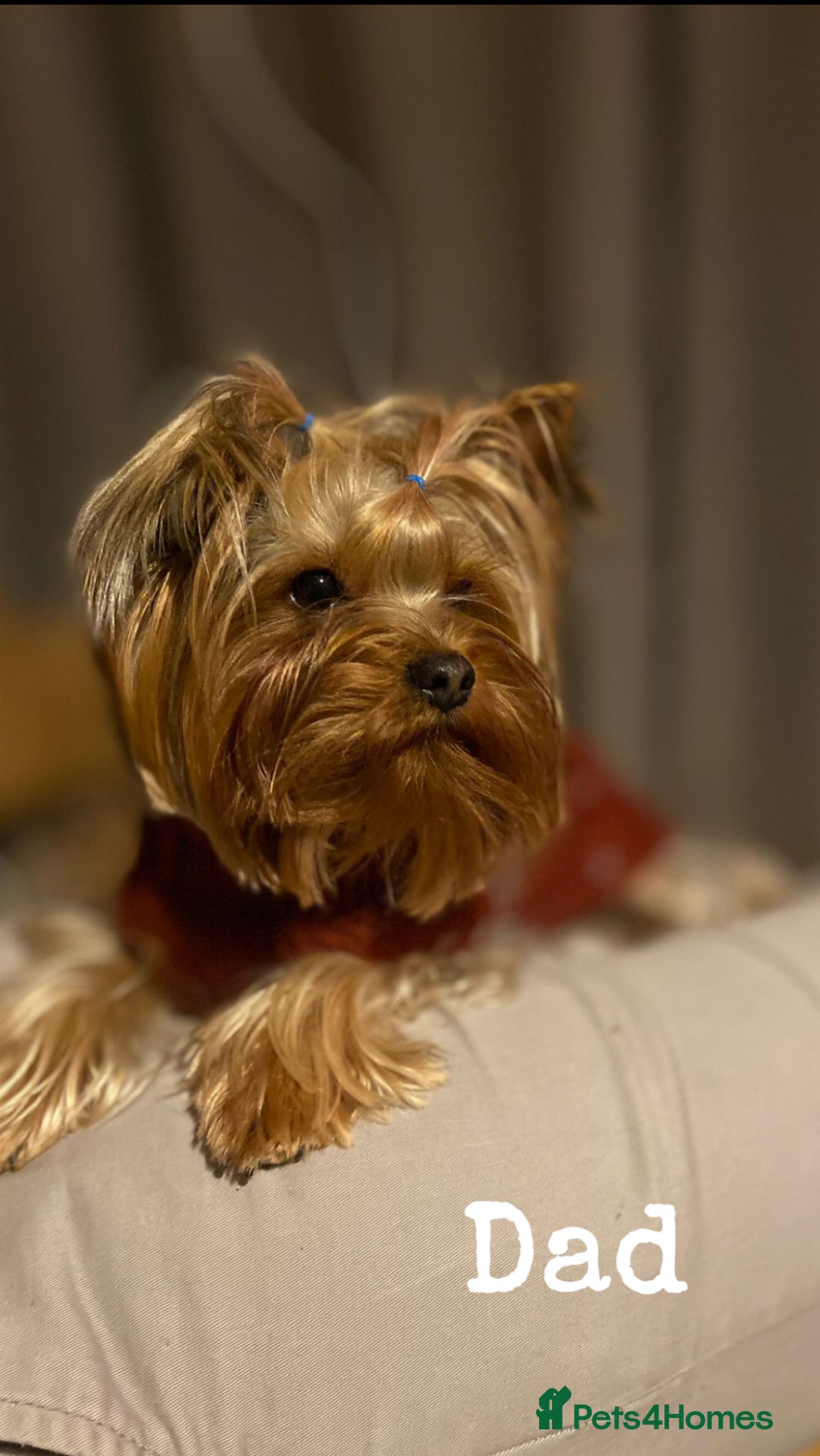 Yorkshire Terrier dogs for sale: Yorkshire Terrier Puppy 5 - 6 beautiful Yorkshire terriers  - Image 26