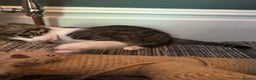 Savannah cats for sale: Savannah F2 Cross - Advert 8