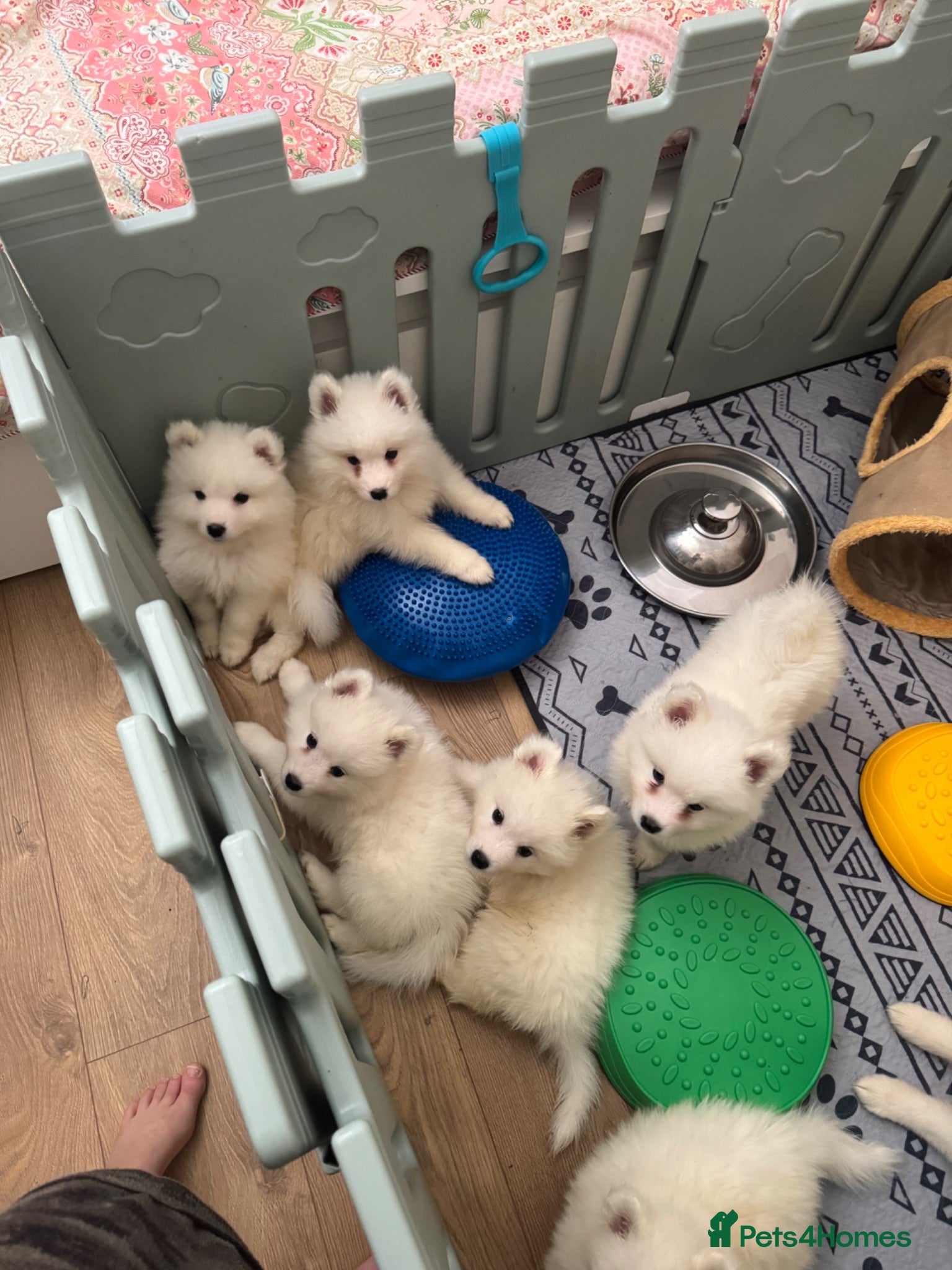 Samoyed dogs Crufts line + health tested Samoyeds - Advert 6
