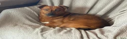 Mixed Breed dogs for adoption: Dora the explorer needs a forever home - Advert 3