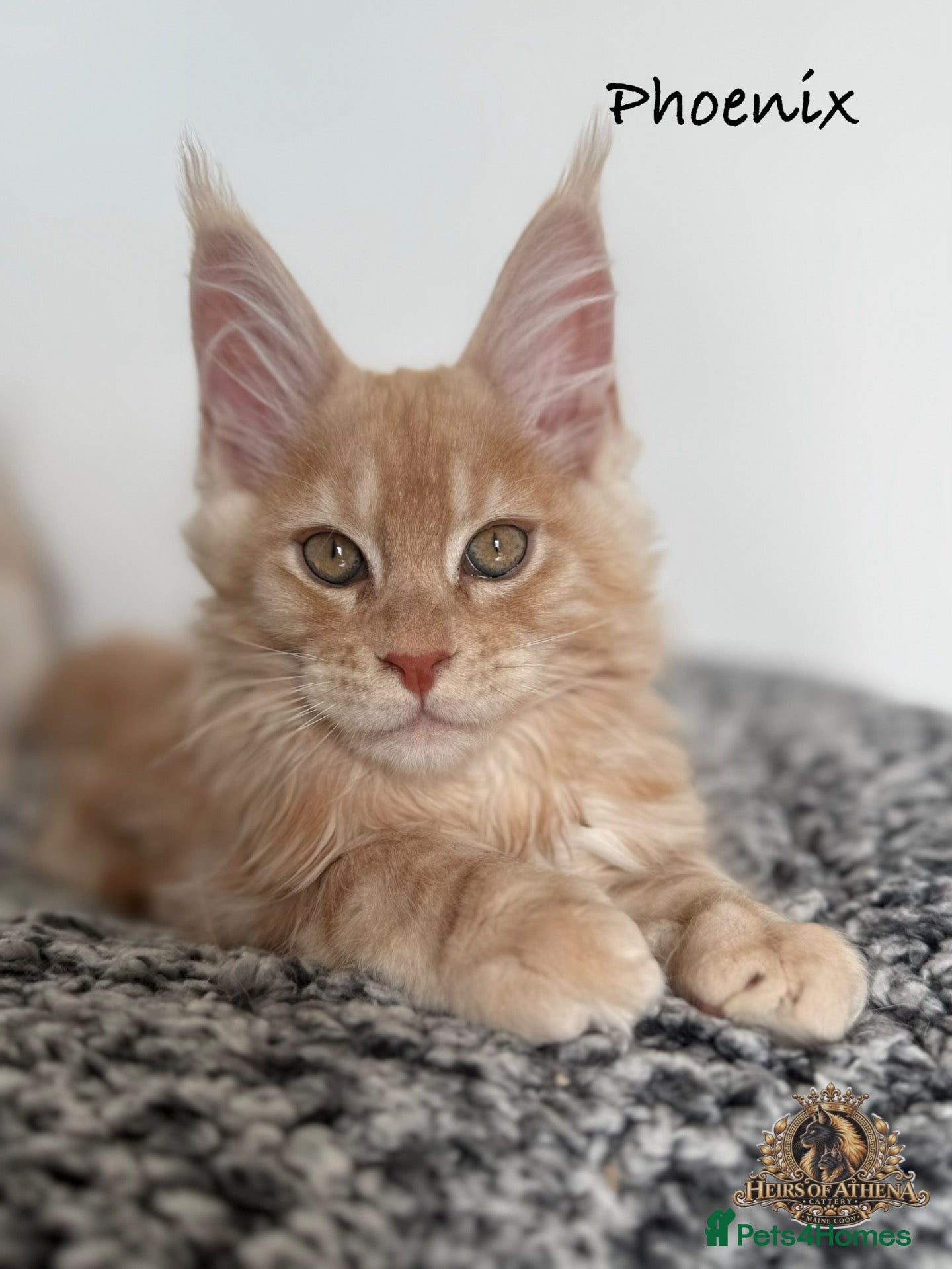 Maine Coon cats 🐾 Maine Coon Kittens TICA Registered 🐾 - Advert 2