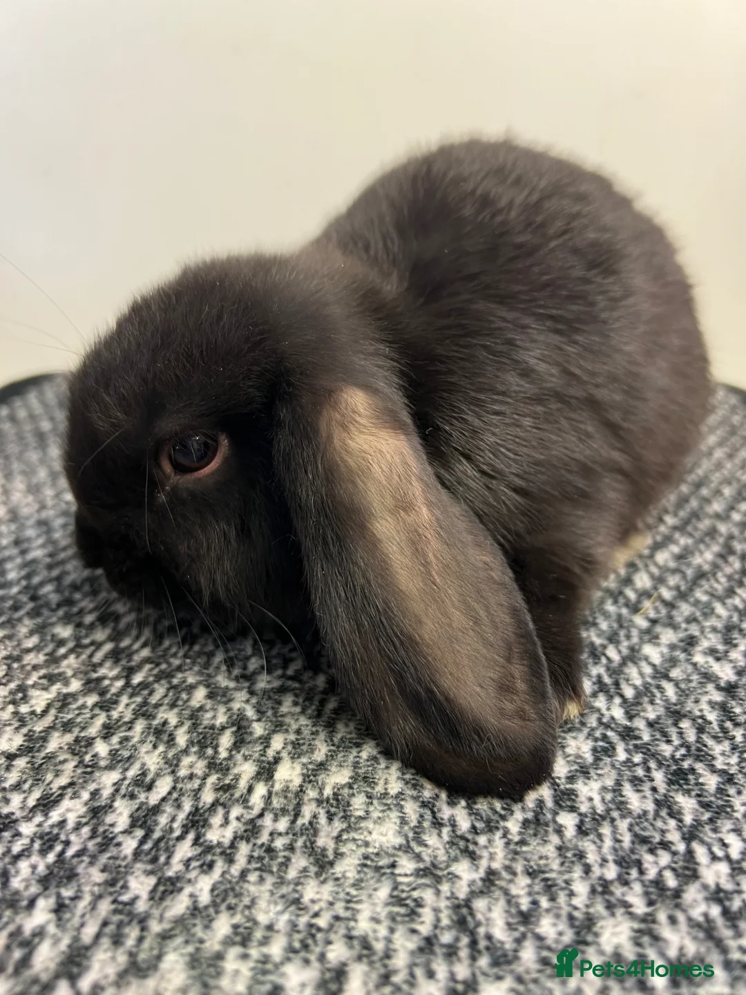 Mini Lop rabbits for sale: Mini Lop (plush carriers).. in Portsmouth - Advert 2