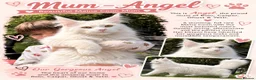 Maine Coon cats for sale: Beautiful Full Maine Coon Kittens - Advert 5