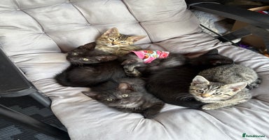 Mixed Breed cats - Advert 15