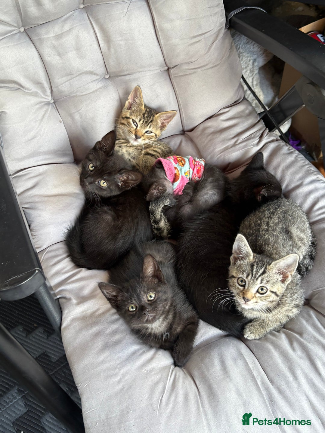Mixed Breed cats for sale: Black tabby and tabby kittens  - Image 3