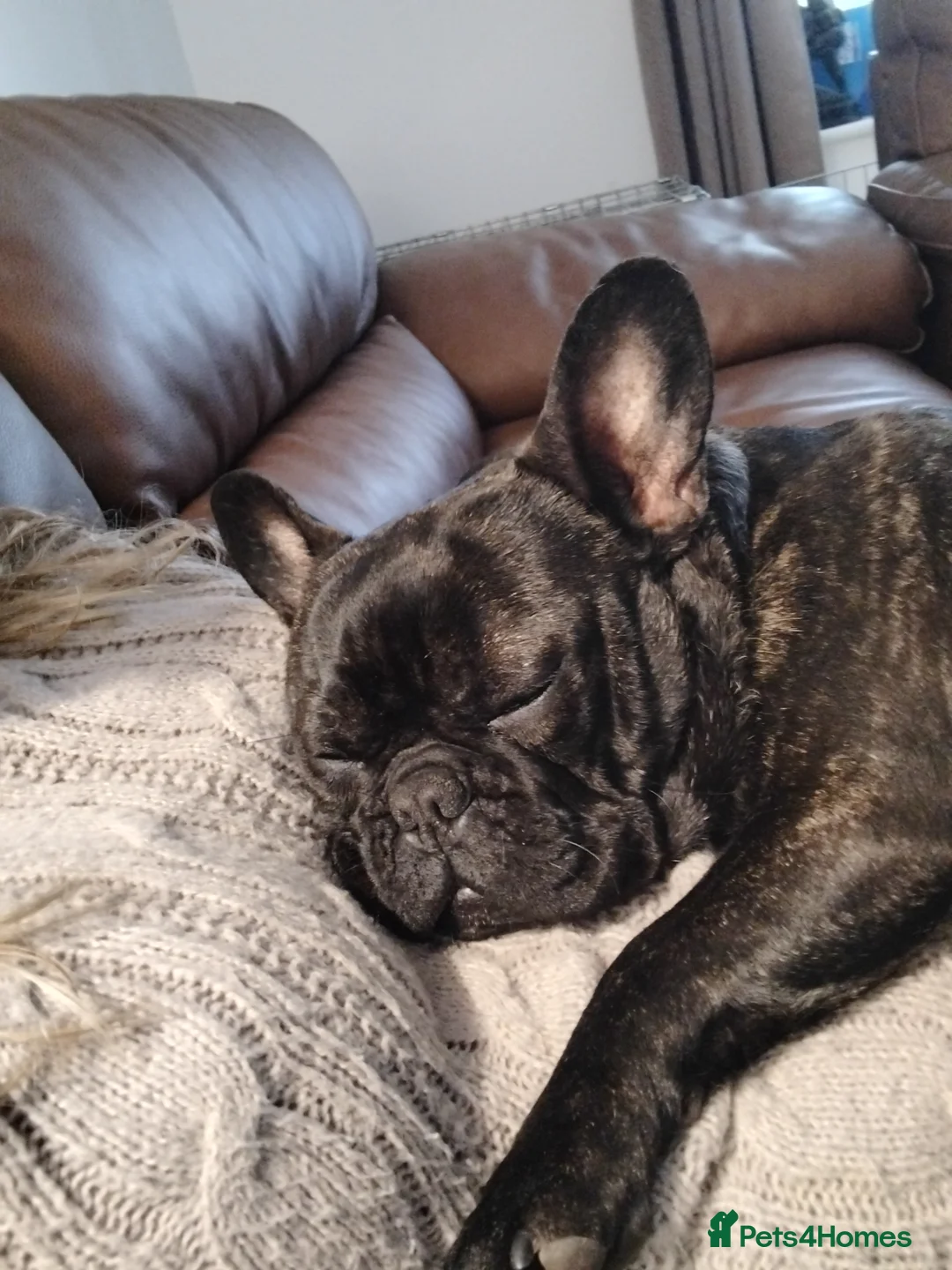 French Bulldog dogs for sale: French bulldog female 11mth old brindle  - Advert 2