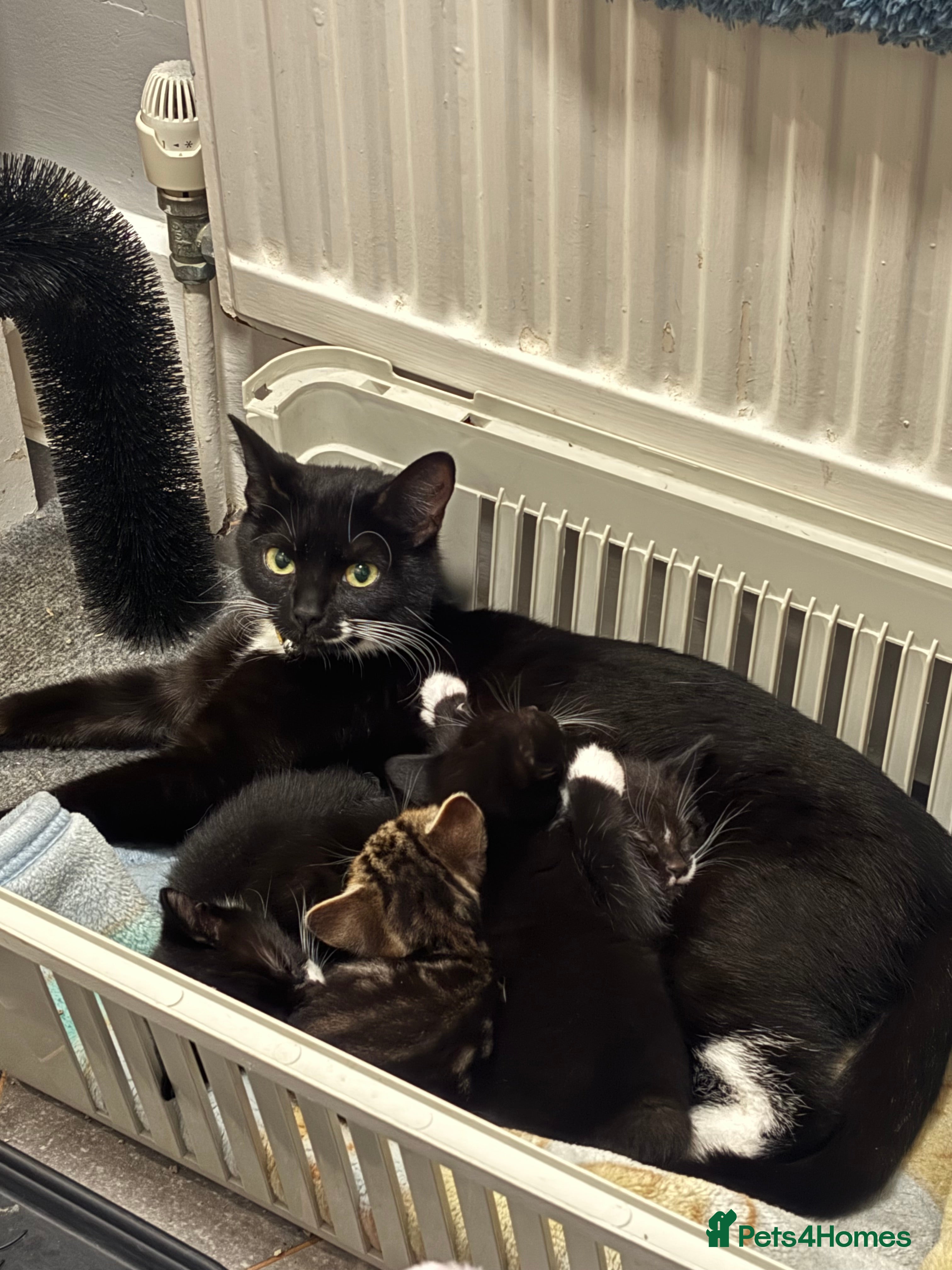 Mixed Breed cats Adorable Kittens for Sale  - Advert 1