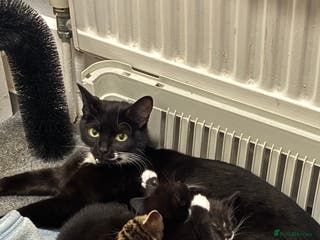 Mixed Breed cats Adorable Kittens for Sale - Advert 1