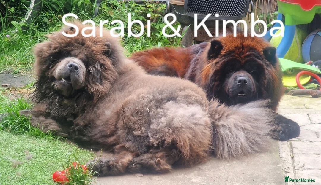 Chow Chow dogs for sale: 1 Male and 1 Female full Adult Chow Chows  - Advert 1