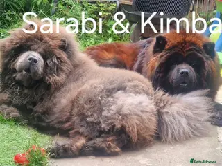 Chow Chow dogs 1 Male and 1 Female full Adult Chow Chows - Advert 1