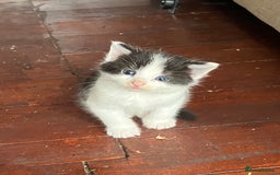 Mixed Breed cats for sale: 5 gorgeous kittens - Image 24