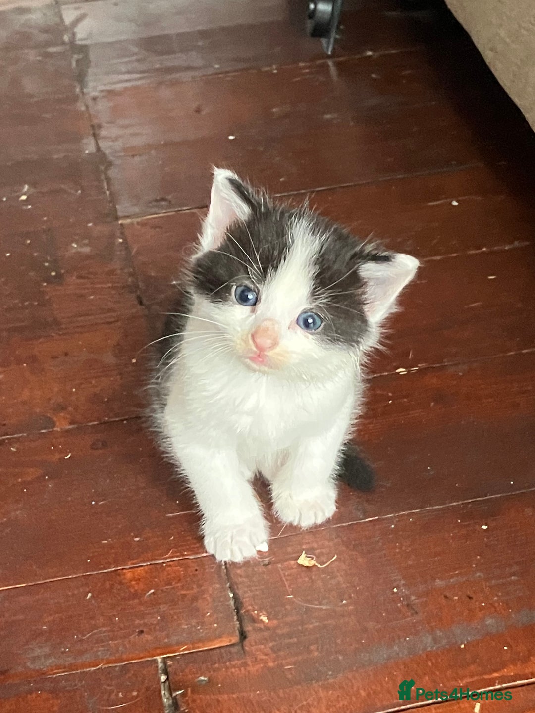 Mixed Breed cats for sale: 5 gorgeous kittens - Image 24