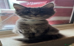 Maine Coon cats for sale: Only 2 left. BEAUTIFUL PEDIGREE MAINECOON KITTENS  - Image 3