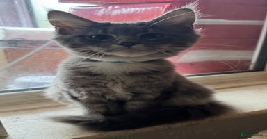 Maine Coon cats - Advert 12