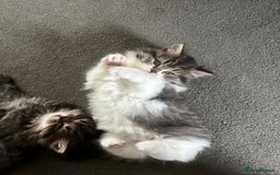 Persian cats for sale: Persian Kittens Looking for Loving Homes - Advert 8