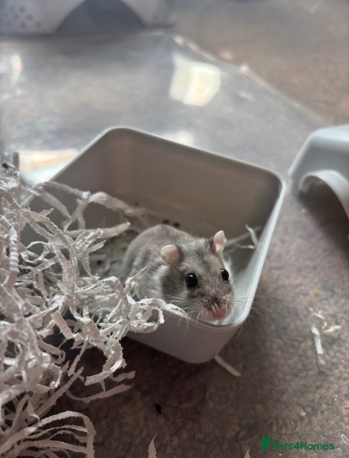 Hamster rodents for sale: Russian dwarf hamster - Advert 9