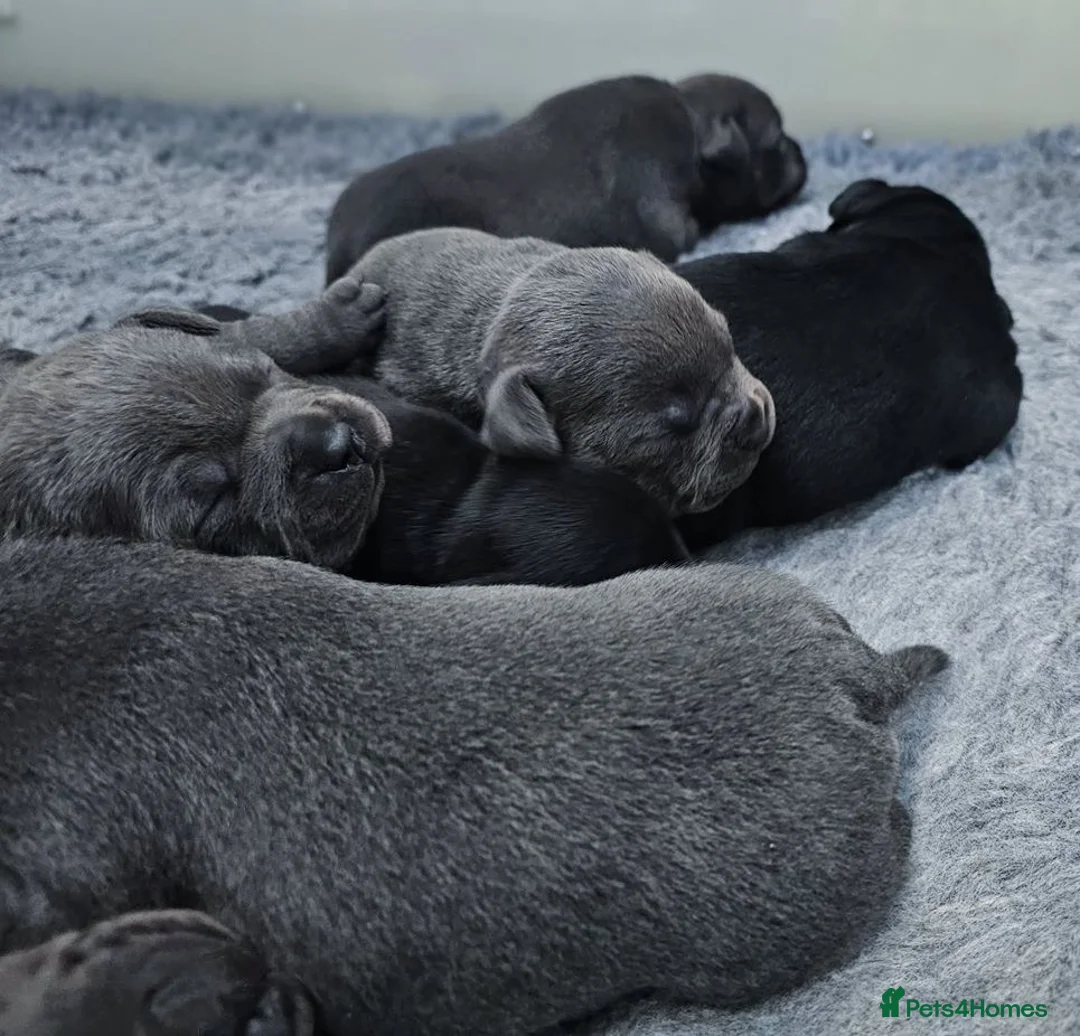 Staffordshire Bull Terrier dogs for sale: Blue Brindle Staffordshire bull terrier Puppies - Advert 2