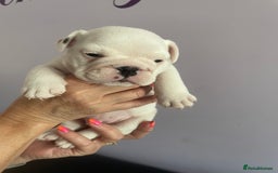 English Bulldog dogs for sale: 4 KC English Bulldog Puppies  - Image 30